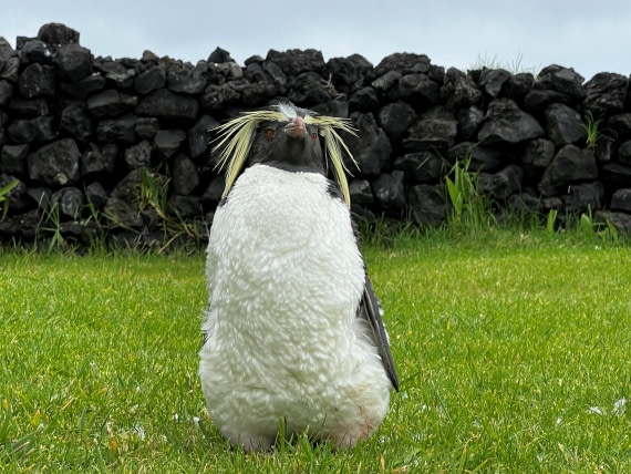 HDS31-25, Day 14, Tristan Penguin © Hazel Pittwood - Oceanwide Expeditions.jpg
