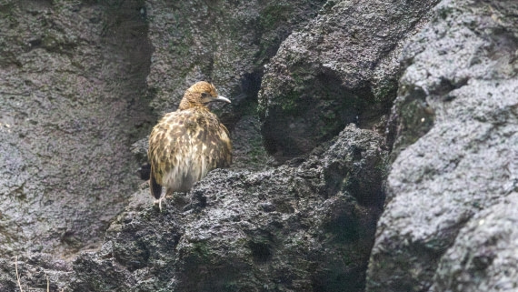 HDS31-25, Day 15, 088A0026-Enhanced-NR © Martin Anstee - Oceanwide Expeditions.jpg