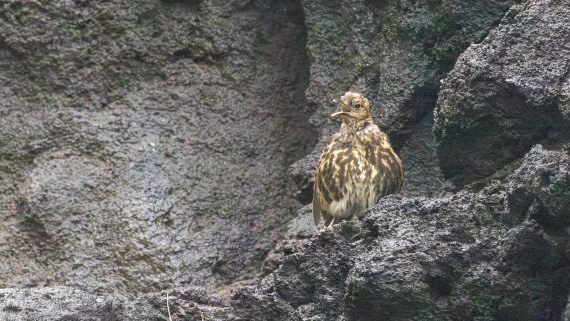 HDS31-25, Day 15, 088A0030-Enhanced-NR © Martin Anstee - Oceanwide Expeditions.jpg