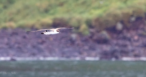 HDS31-25, Day 15, 088A0062-Enhanced-NR © Martin Anstee - Oceanwide Expeditions.jpg