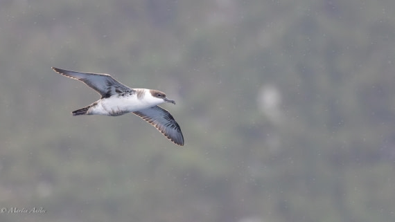 HDS31-25, Day 15, 088A0070-Enhanced-NR © Martin Anstee - Oceanwide Expeditions.jpg
