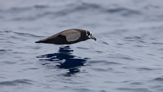 HDS31-25, Day 15, 088A9961 © Martin Anstee - Oceanwide Expeditions.jpg