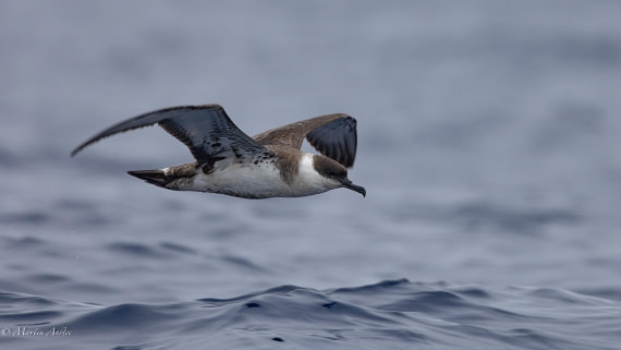 HDS31-25, Day 15, 088A9964-Enhanced-NR © Martin Anstee - Oceanwide Expeditions.jpg
