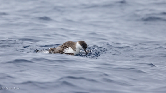 HDS31-25, Day 15, 088A9971 © Martin Anstee - Oceanwide Expeditions.jpg