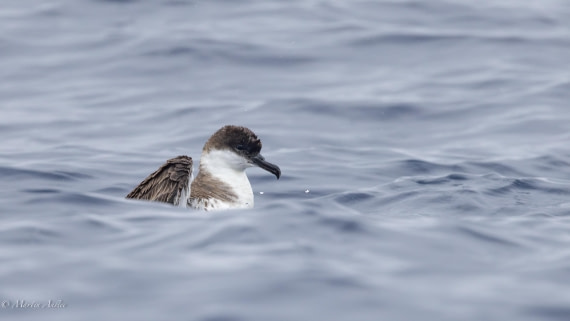 HDS31-25, Day 15, 088A9972-Enhanced-NR © Martin Anstee - Oceanwide Expeditions.jpg