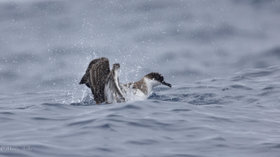 HDS31-25, Day 15, 088A9974-Enhanced-NR © Martin Anstee - Oceanwide Expeditions.jpg