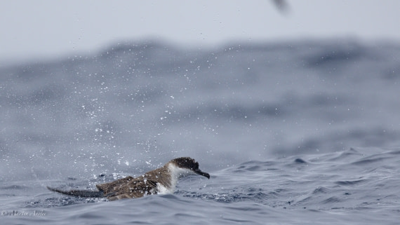 HDS31-25, Day 15, 088A9975 © Martin Anstee - Oceanwide Expeditions.jpg