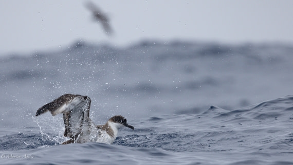HDS31-25, Day 15, 088A9976 © Martin Anstee - Oceanwide Expeditions.jpg