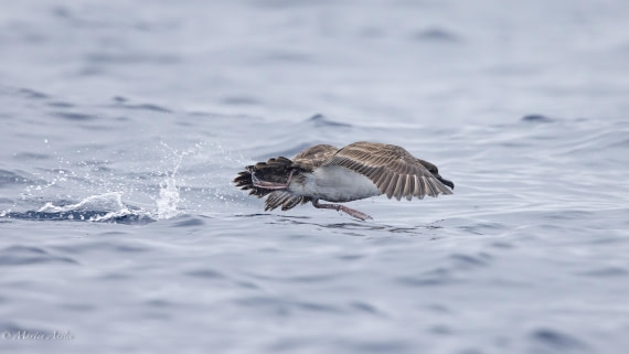 HDS31-25, Day 15, 088A9977-Enhanced-NR © Martin Anstee - Oceanwide Expeditions.jpg