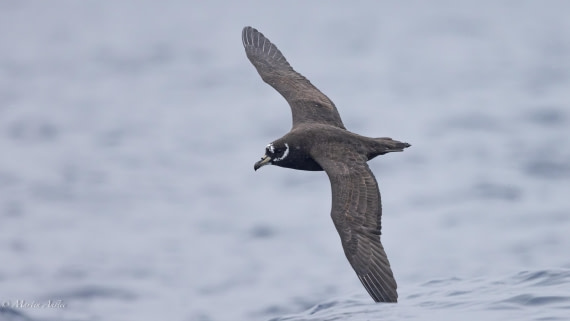 HDS31-25, Day 15, 088A9999-Enhanced-NR © Martin Anstee - Oceanwide Expeditions.jpg