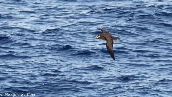 HDS31-25, Day 17, 20250408-398A7361 © Marijke de Boer - Oceanwide Expeditions.jpg