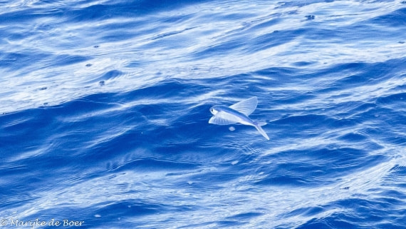 HDS31-25, Day 18, 20250409-398A7405 © Marijke de Boer - Oceanwide Expeditions.jpg