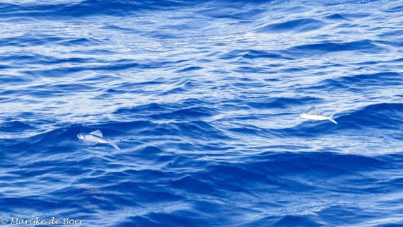 HDS31-25, Day 18, 20250409-398A7409 © Marijke de Boer - Oceanwide Expeditions.jpg