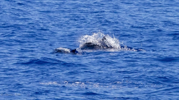 HDS31-25, Day 19, 088A0151 © Martin Anstee - Oceanwide Expeditions.jpg