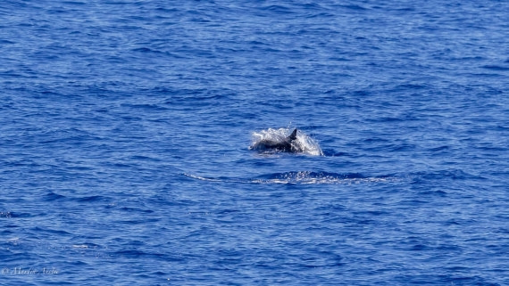 HDS31-25, Day 19, 088A0154 © Martin Anstee - Oceanwide Expeditions.jpg