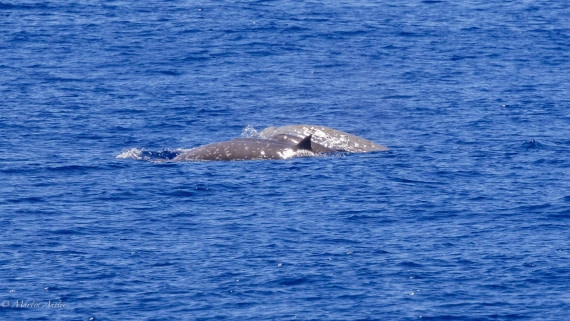 HDS31-25, Day 19, 088A0168 © Martin Anstee - Oceanwide Expeditions.jpg