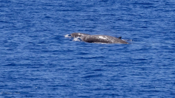HDS31-25, Day 19, 088A0182 © Martin Anstee - Oceanwide Expeditions.jpg