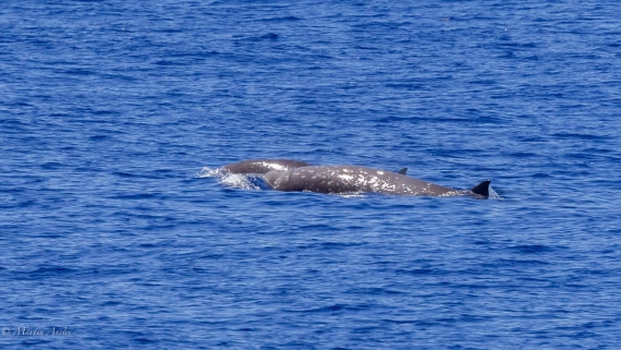 HDS31-25, Day 19, 088A0183 © Martin Anstee - Oceanwide Expeditions.jpg