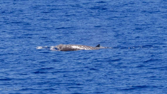 HDS31-25, Day 19, 088A0195 © Martin Anstee - Oceanwide Expeditions.jpg