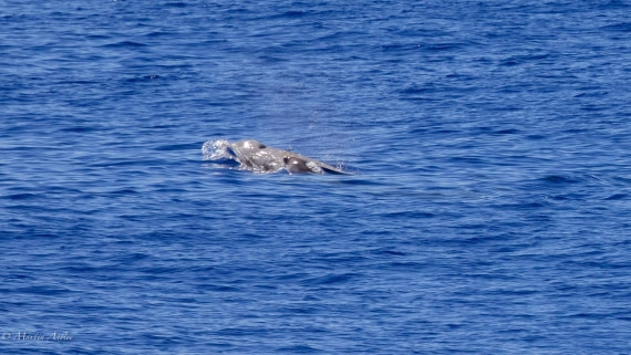 HDS31-25, Day 19, 088A0202 © Martin Anstee - Oceanwide Expeditions.jpg