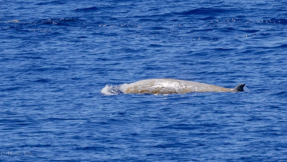 HDS31-25, Day 19, 088A0202-3 © Martin Anstee - Oceanwide Expeditions.jpg