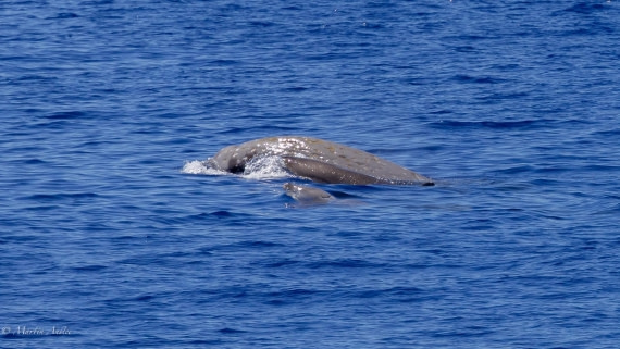 HDS31-25, Day 19, 088A0208 © Martin Anstee - Oceanwide Expeditions.jpg