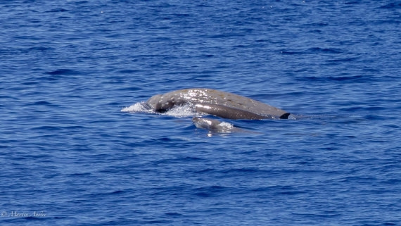 HDS31-25, Day 19, 088A0209 © Martin Anstee - Oceanwide Expeditions.jpg