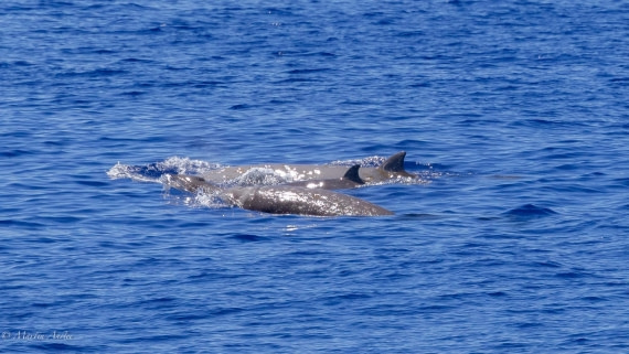 HDS31-25, Day 19, 088A0212 © Martin Anstee - Oceanwide Expeditions.jpg