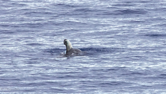 HDS31-25, Day 19, 088A9935-Enhanced-NR © Martin Anstee - Oceanwide Expeditions.jpg