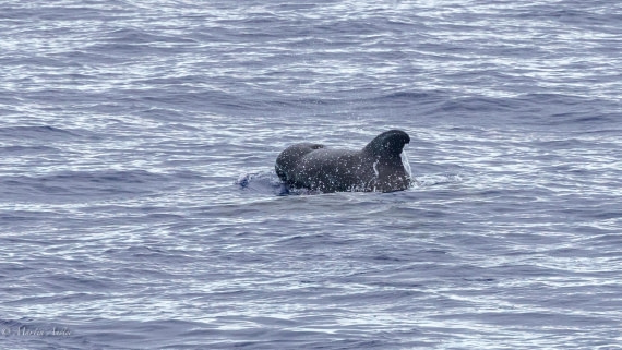 HDS31-25, Day 19, 088A9940 © Martin Anstee - Oceanwide Expeditions.jpg
