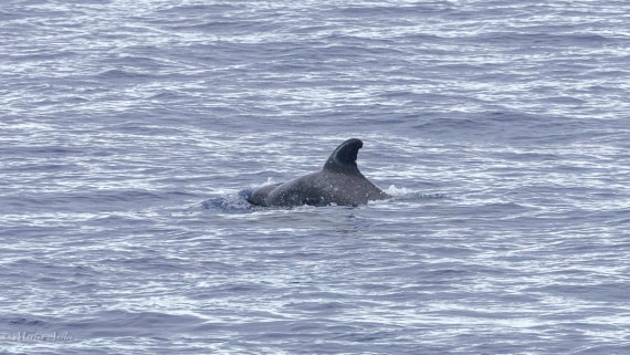 HDS31-25, Day 19, 088A9942 © Martin Anstee - Oceanwide Expeditions.jpg