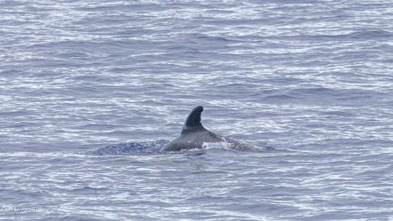 HDS31-25, Day 19, 088A9944 © Martin Anstee - Oceanwide Expeditions.jpg