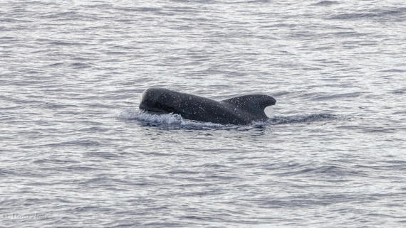 HDS31-25, Day 19, 088A9983 © Martin Anstee - Oceanwide Expeditions.jpg