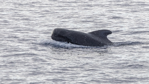 HDS31-25, Day 19, 088A9984-Enhanced-NR © Martin Anstee - Oceanwide Expeditions.jpg