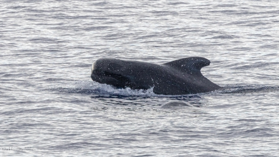 HDS31-25, Day 19, 088A9985 © Martin Anstee - Oceanwide Expeditions.jpg