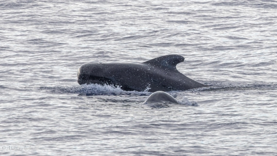 HDS31-25, Day 19, 088A9986-Enhanced-NR © Martin Anstee - Oceanwide Expeditions.jpg