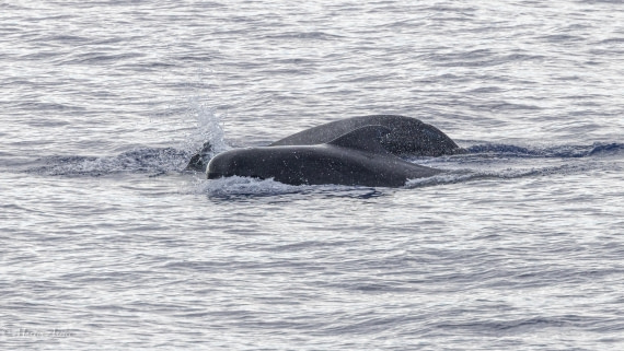 HDS31-25, Day 19, 088A9988 © Martin Anstee - Oceanwide Expeditions.jpg