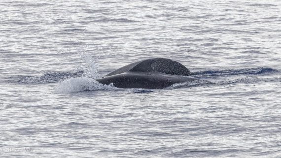HDS31-25, Day 19, 088A9989 © Martin Anstee - Oceanwide Expeditions.jpg