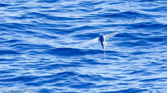 HDS31-25, Day 19, 20250410-398A7561 © Marijke de Boer - Oceanwide Expeditions.jpg