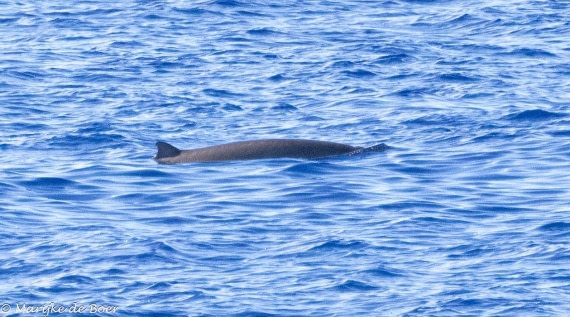 HDS31-25, Day 19, Gervais beaked whale_20250410-398A7527 © Marijke de Boer - Oceanwide Expeditions.jpg