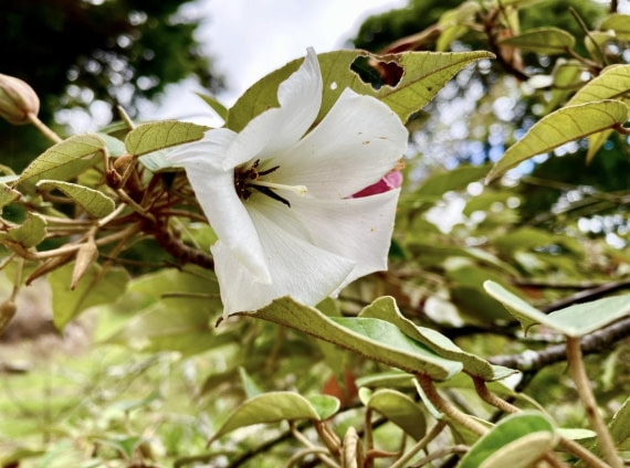 HDS31-25, Day 19, National Flower- Ebony © Meike Sjoer - Oceanwide Expeditions.jpg