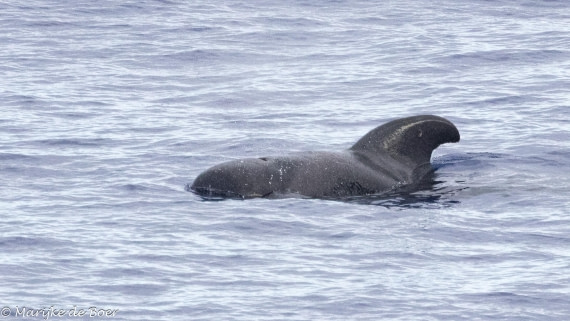 HDS31-25, Day 19, Pilot whale_20250410-398A7745 © Marijke de Boer - Oceanwide Expeditions.jpg