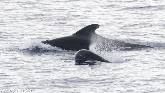 HDS31-25, Day 19, Pilot whale_20250410-398A7782 © Marijke de Boer - Oceanwide Expeditions.jpg