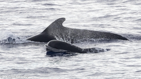 HDS31-25, Day 19, Pilot whale_20250410-398A7783 © Marijke de Boer - Oceanwide Expeditions.jpg