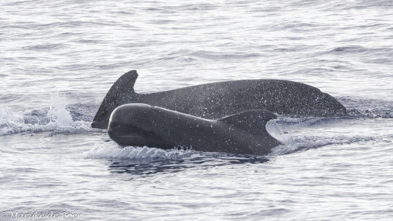 HDS31-25, Day 19, Pilot whale_20250410-398A7785 © Marijke de Boer - Oceanwide Expeditions.jpg