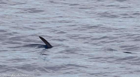 HDS31-25, Day 19, Shark probaby hammerhead_20250410-398A7761 © Marijke de Boer - Oceanwide Expeditions.jpg