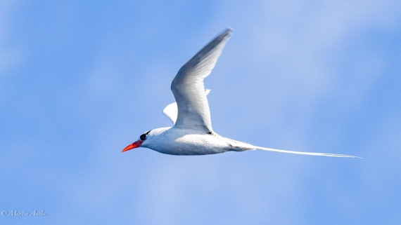 HDS31-25, Day 20, 088A9911 © Martin Anstee - Oceanwide Expeditions.jpg