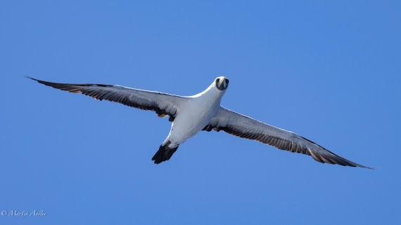 HDS31-25, Day 21, 088A0069 © Martin Anstee - Oceanwide Expeditions.jpg