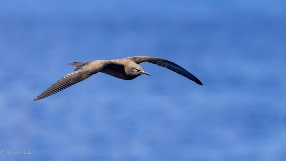 HDS31-25, Day 21, 088A0104-Enhanced-NR © Martin Anstee - Oceanwide Expeditions.jpg
