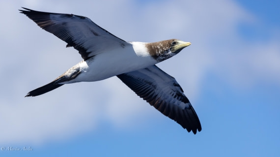 HDS31-25, Day 21, 088A0098 © Martin Anstee - Oceanwide Expeditions.jpg